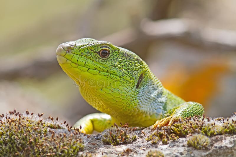 Green Lizzard Looking