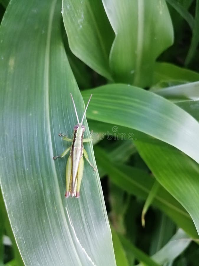 Green Locust Can Eat Green Plants Totally Stock Photo Image of