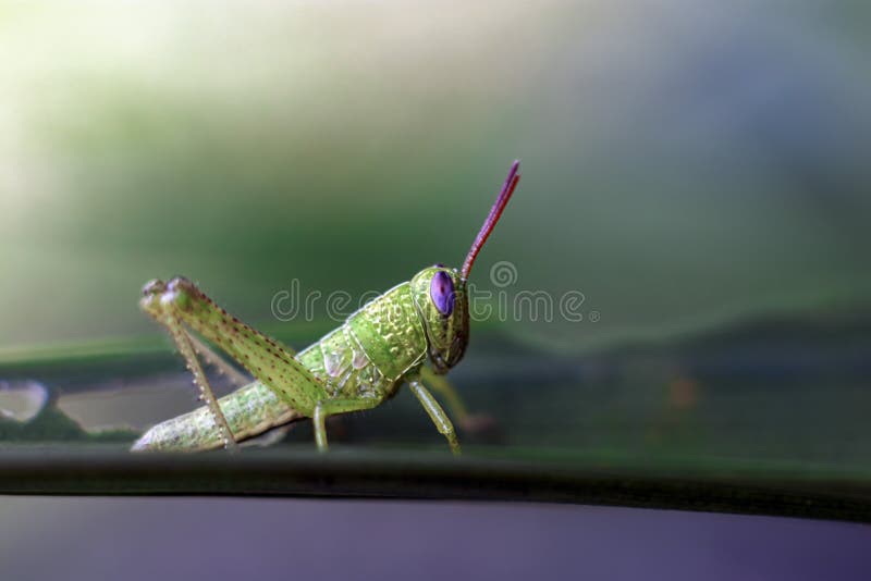 Green Locusts Devouring a Large Barley. Insect Pest Stock Photo Image