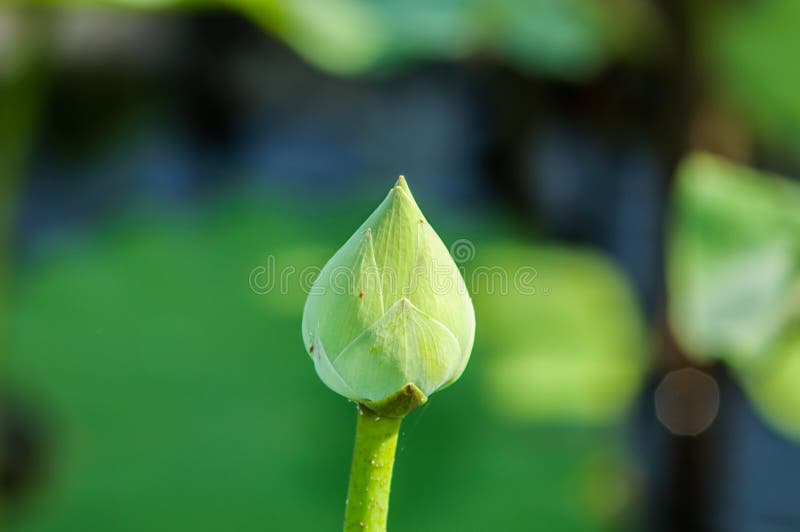 Green Lotus Flower in Natural Background Stock Photo Image of natural