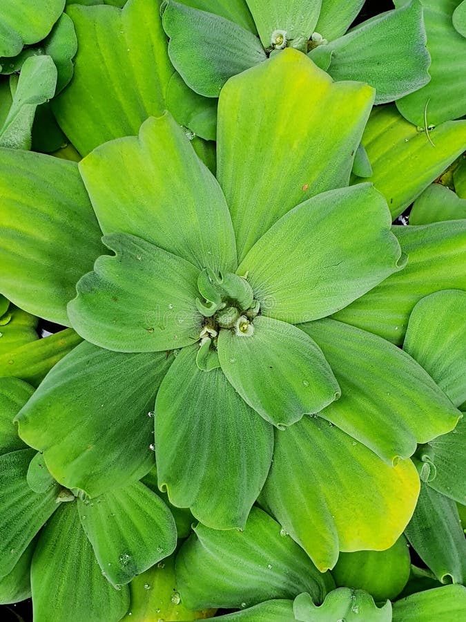 Green Lotus Flower Plant in the Park Stock Photo Image of lotus