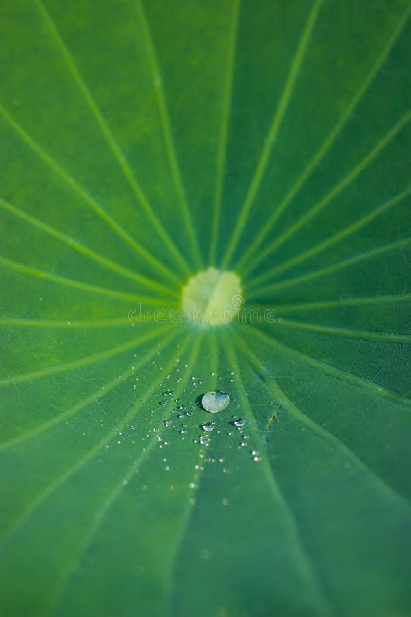 Green lotus leaf with water drops