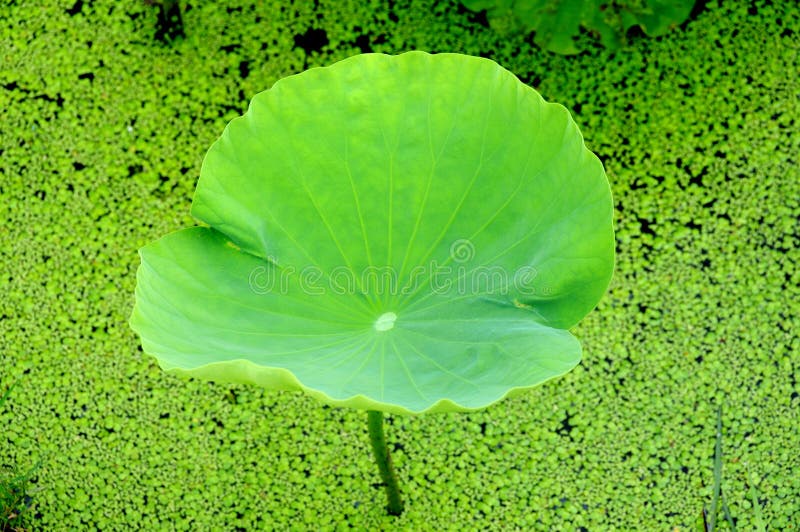 Green lotus leaves, the harmony between man and na