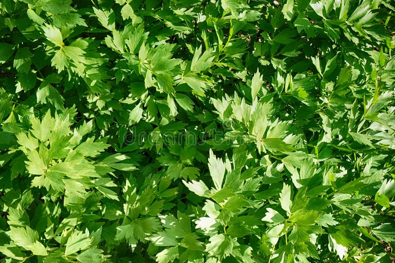 green lovage plant