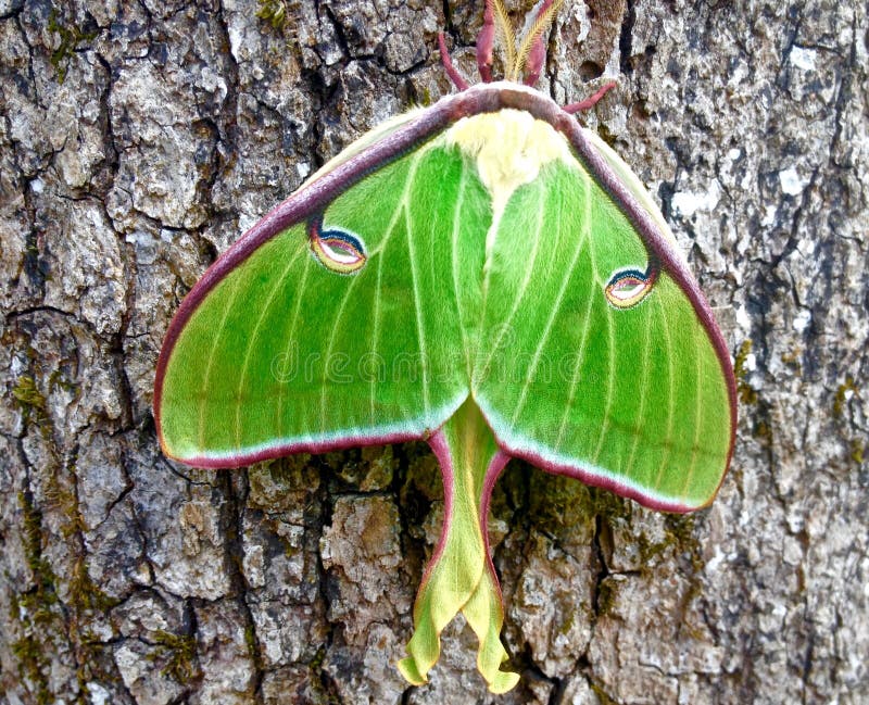 Green Luna Moth stock photo. Image of butterfly, actias 50104108