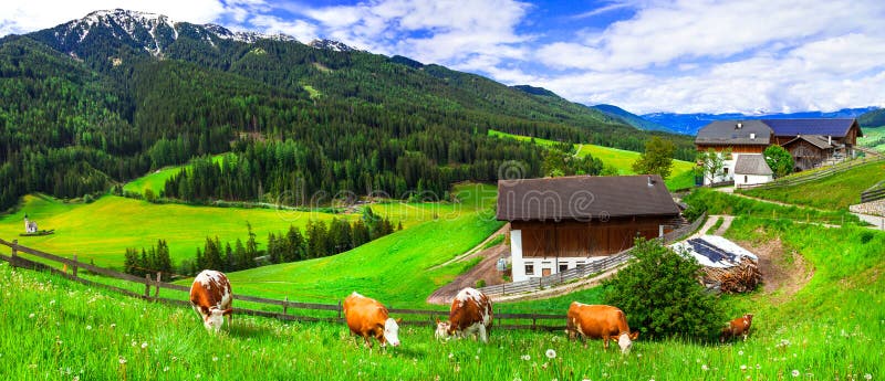 Green lush meadows - cow s pasture, Alpine scenery. Dolomites mo