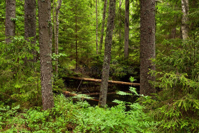 An Old-growth and Lush Taiga Forest Near Kuusamo Stock Photo - Image of  green, plants: 204191850