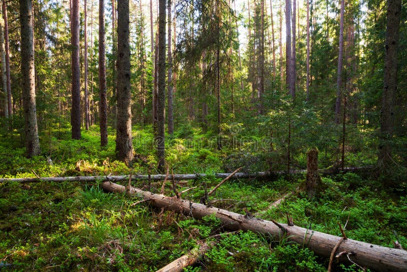 An Old-growth and Lush Taiga Forest Near Kuusamo Stock Photo - Image of  green, plants: 204191850