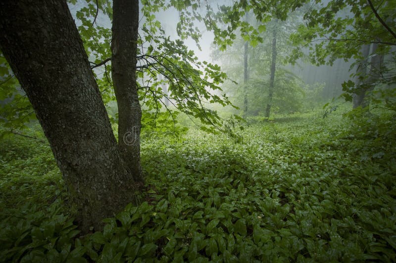 Green lush vegetation in forest after rain royalty free stock photography