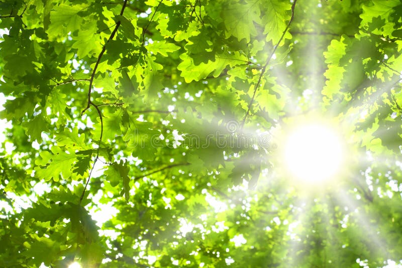 Green låter vara sunen arkivbilder