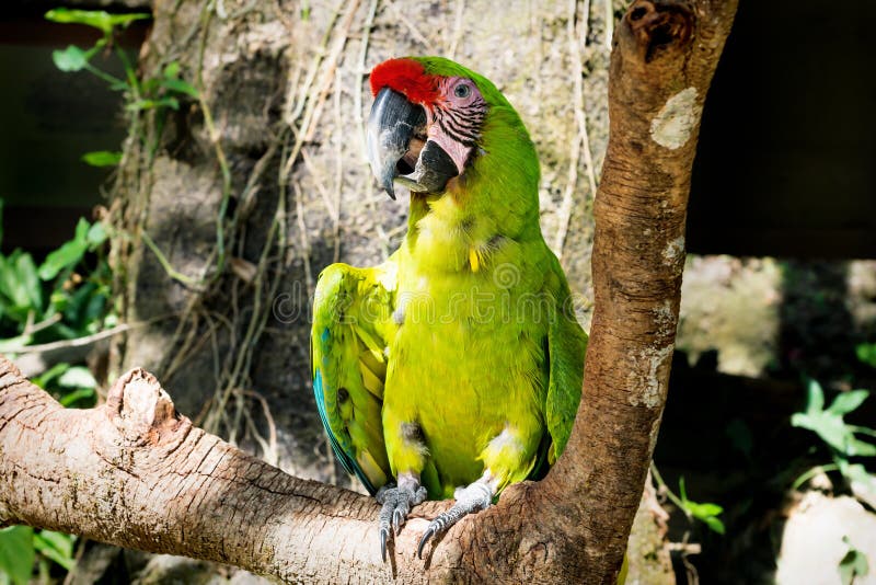 Green macaw parrot on a stick with sunlight in Macaw Mountain Bird Park, Copan Ruinas, Honduras