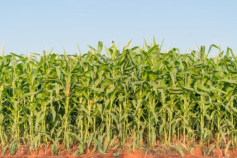 Green Maize Corn Field Plantation Stock Photo Image of farming