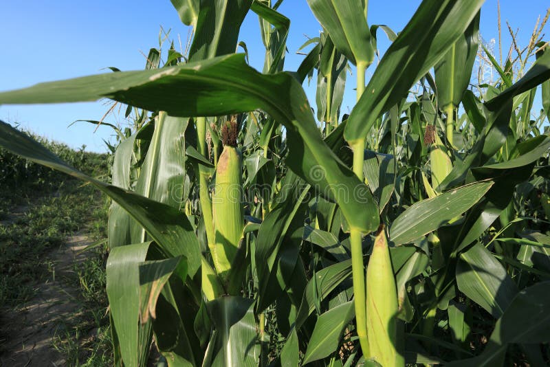 Maize crop in growth stock photo. Image of crop, corn 102936240