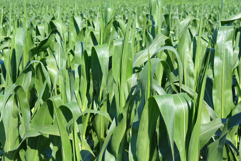 Green maize field stock image. Image of plant, production 19086337