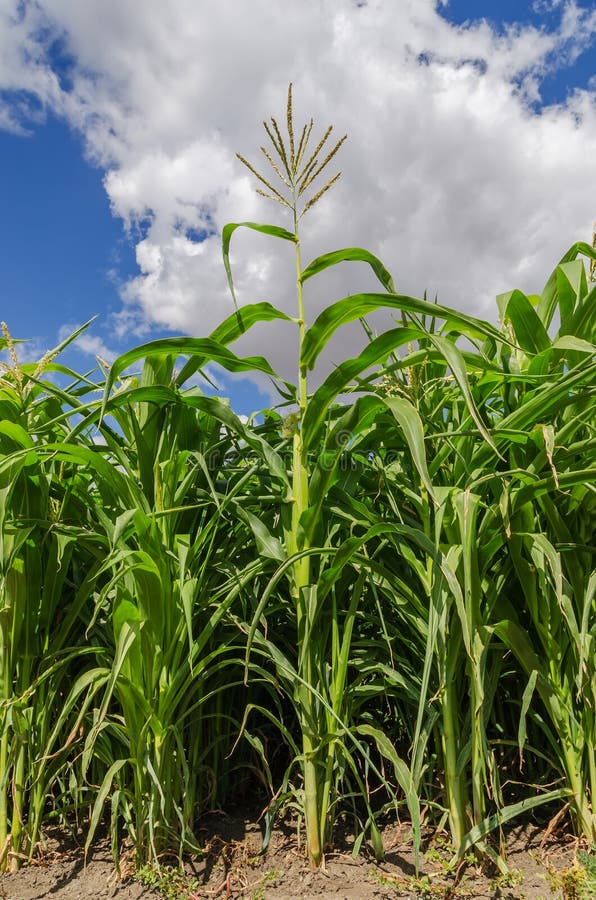 Green maize in field stock photo. Image of field, grass 28278794