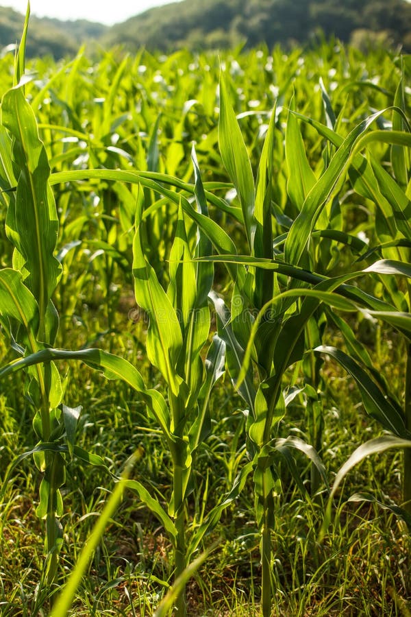 Green maize field stock photo. Image of agriculture, cultivated 32797752