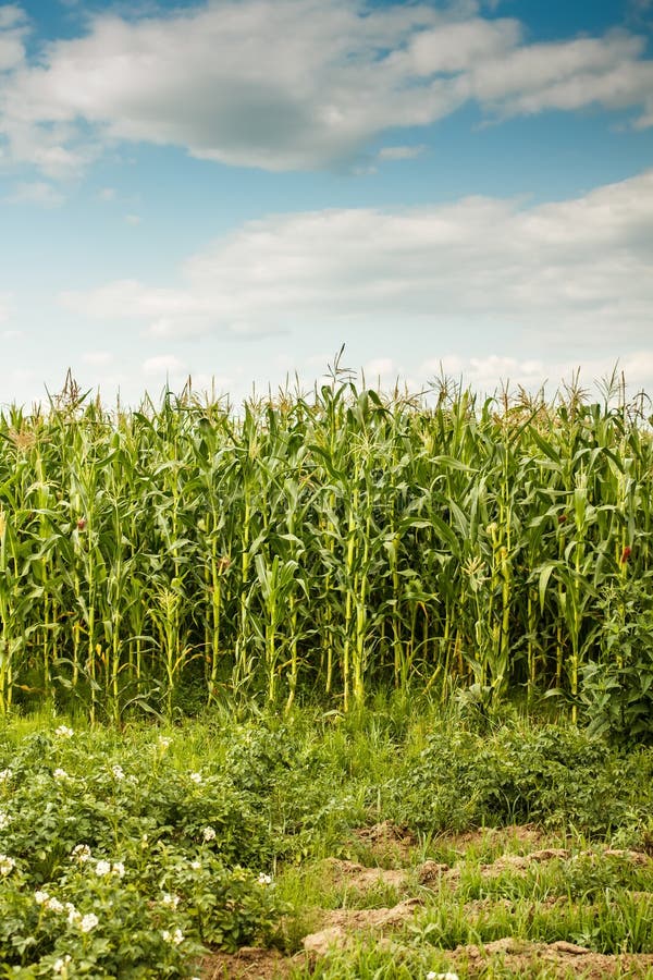 Green Maize Crop Plants, Manikgonj, Bangladesh. Stock Photo Image of