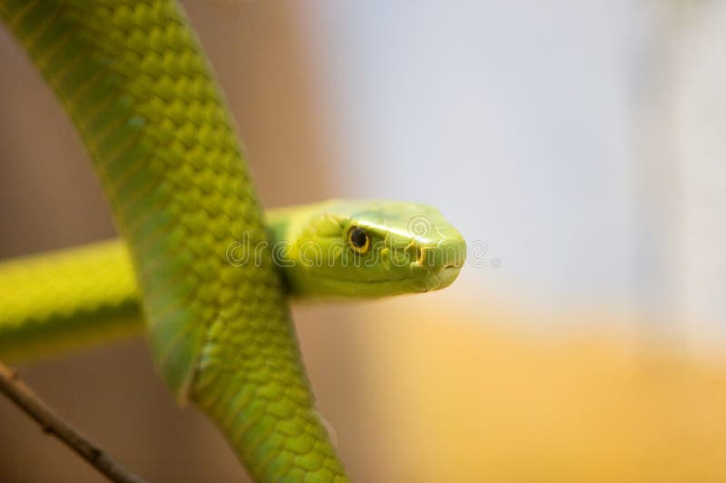 Western Bush Viper, Atheris chlorechis, Africa, adult on tree, Stock Photo,  Picture And Rights Managed Image. Pic. JHS-A00349