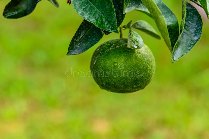 Green Mandarin Fruit on Tree at the Orchard Stock Image Image of