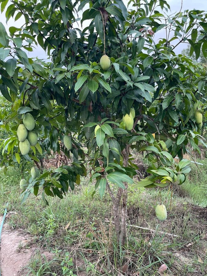 Green mango on a tree stock photo. Image of ripe, green 274523126