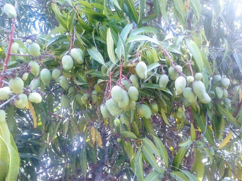 GREEN MANGOES in a FRESH TREE in MEXICO LOVELY SWEETY Stock Photo ...