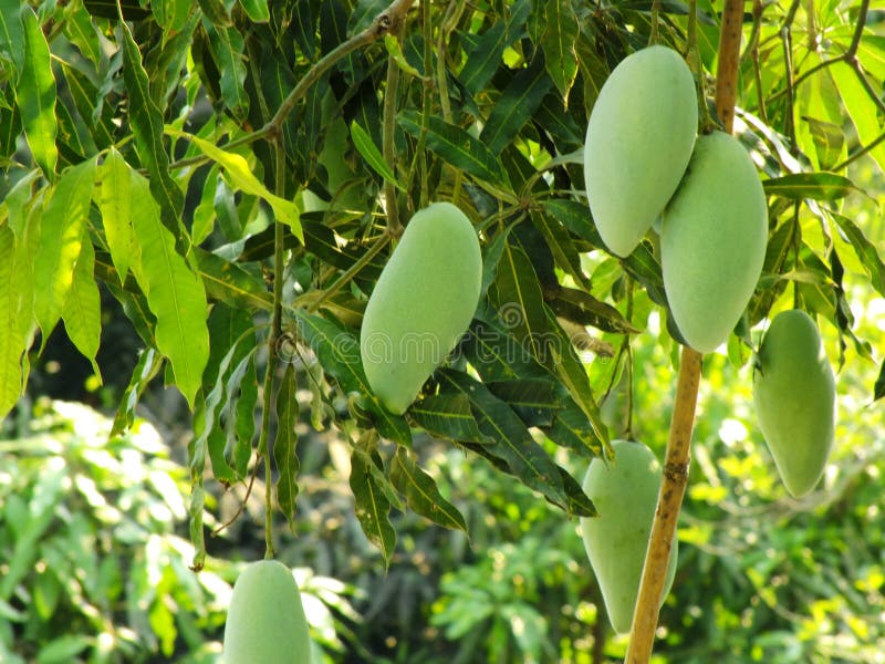 Green Mangoes on the Tree Thailand Stock Image Image of garden, fresh