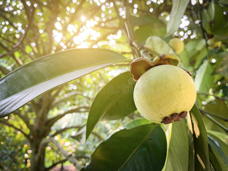 Green mangosteen fruit stock photo. Image of sale, small 246909418