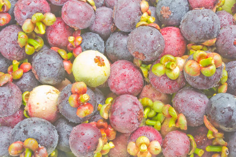 Green mangosteen stock image. Image of natural, ripe 57367733