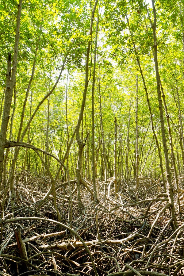 Green mangrove forest