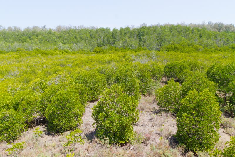 Green mangrove forest