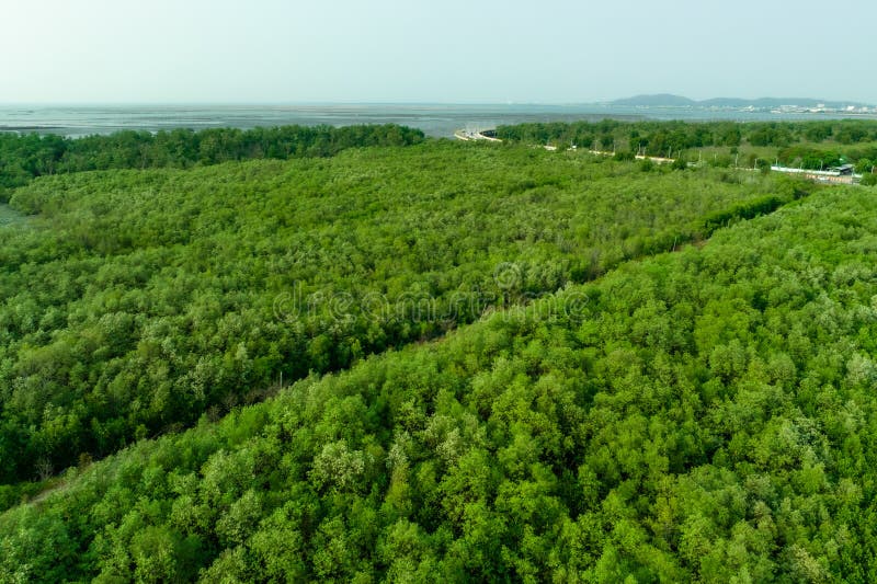 Green Mangrove Forest Capture Carbon Dioxide. Net Zero Emissions