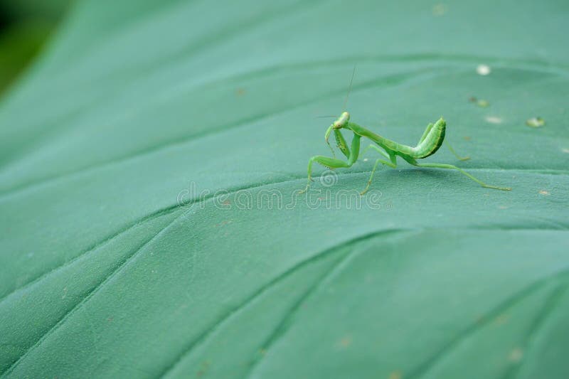 Lotus and mantis stock photos