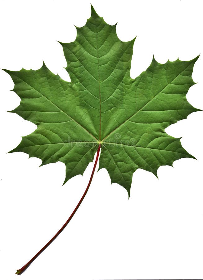 green maple leaf background