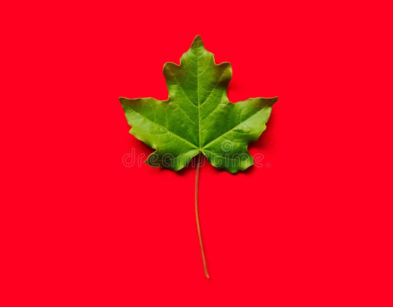 Green Maple Leaf on Red Background Stock Image Image of texture