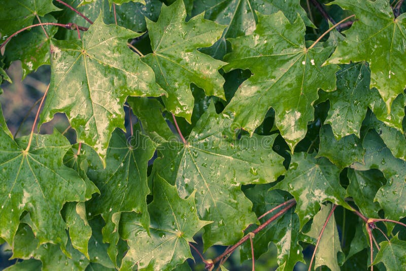 Green maple leavse on tree under the rain. stock image Green maple leavse on tree under the rain. stock image