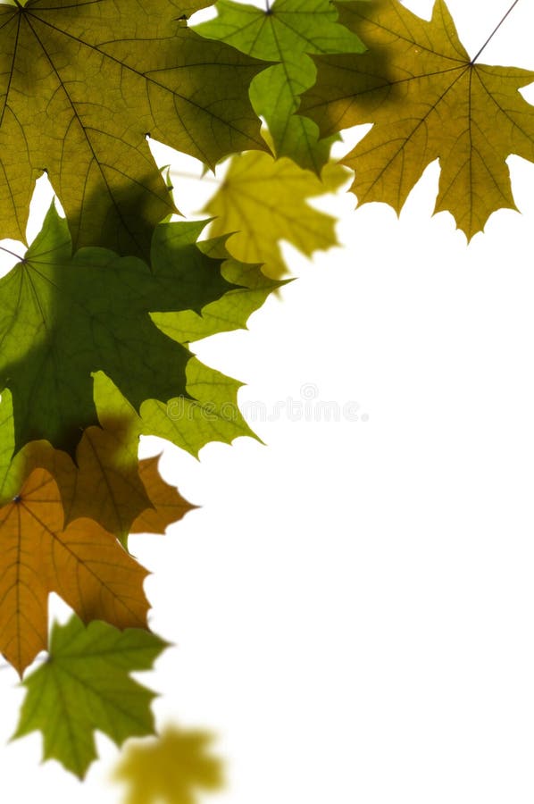 Green maple tree leaves