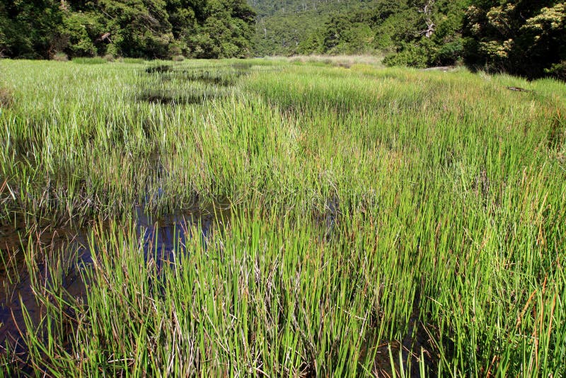 Green marsh stock photo. Image of reflection, spring 14474326
