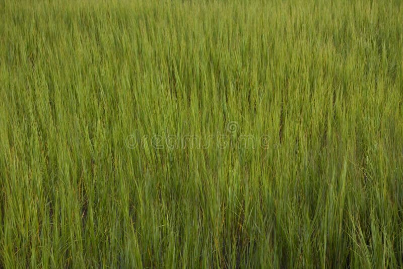 Green Marsh stock image. Image of tall, marsh, wetlands 6282203