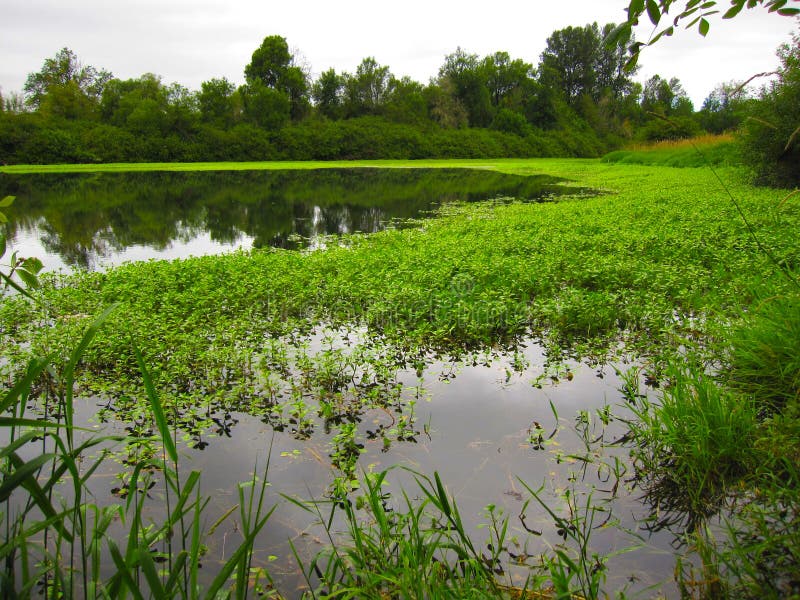 Green Marsh Land in Forest stock photo. Image of plants 28382060