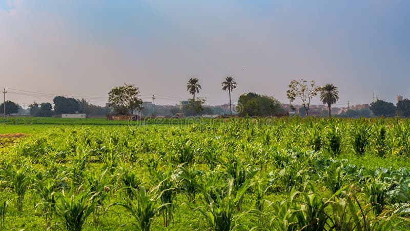 Green meadow and blue sky with few clouds at an Egyptian village