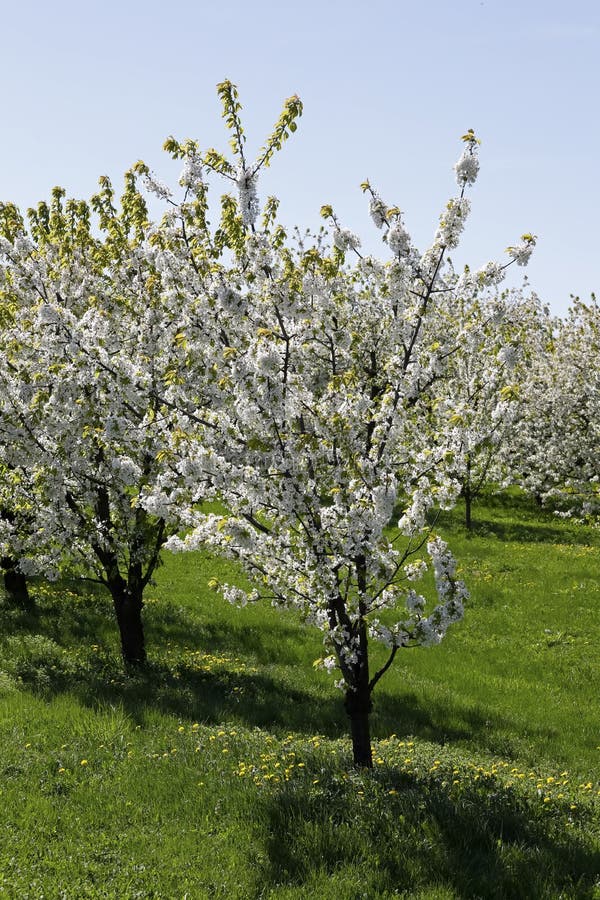 Fruit Trees In Full Bloom In Spring Stock Photo Image of daytime