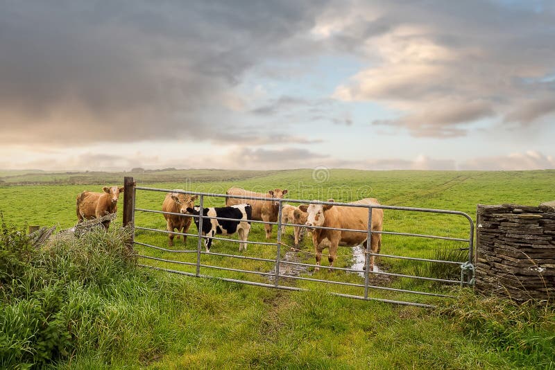 Green meadow with fresh grass. Herd of cows grazing grass. Haze in the background and cloudy sky, Selective focus. Agriculture