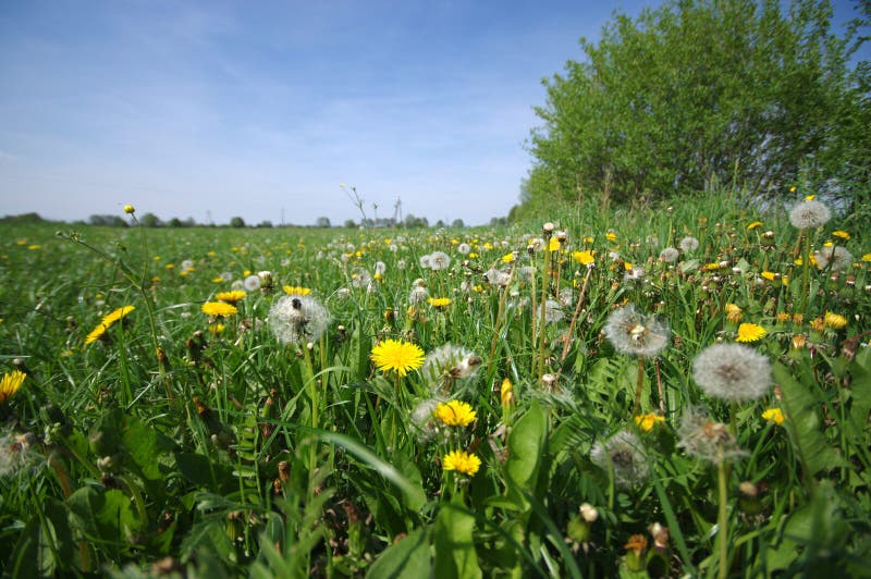 Green meadow full of dandelions flower not for allergy sufferers royalty free stock photo Green meadow full of dandelions flower not for allergy sufferers royalty free stock photo
