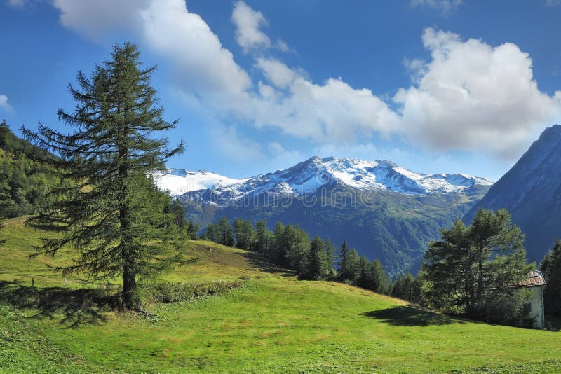 Green meadow on a hillside and pine forests. Swiss Alps. Green alpine meadow on a hillside and surrounded by pine forests. Distance - snow-capped mountains royalty free stock photo Green meadow on a hillside and pine forests. Swiss Alps. Green alpine meadow on a hillside and surrounded by pine forests. Distance - snow-capped mountains royalty free stock photo