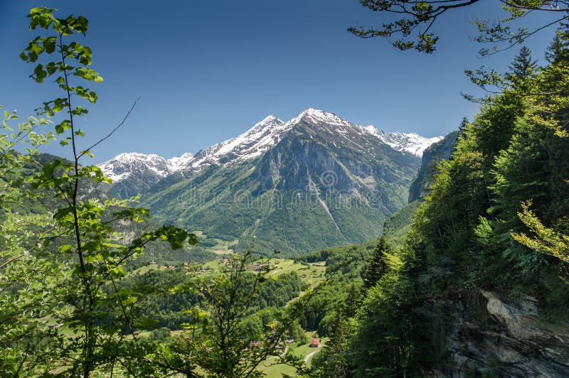 Green Meadow On Snow Covered Mountains Background At Swiss Alps Stock