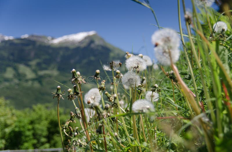 Green Meadow On Snow Covered Mountains Background At Swiss Alps Stock
