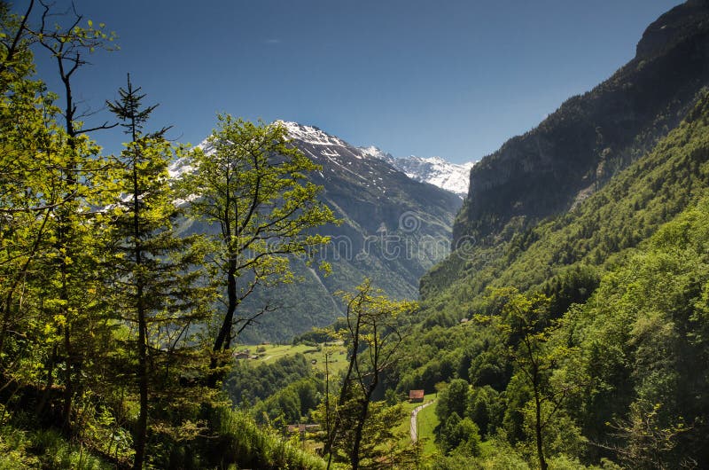 Green Meadow On Snow Covered Mountains Background At Swiss Alps Stock