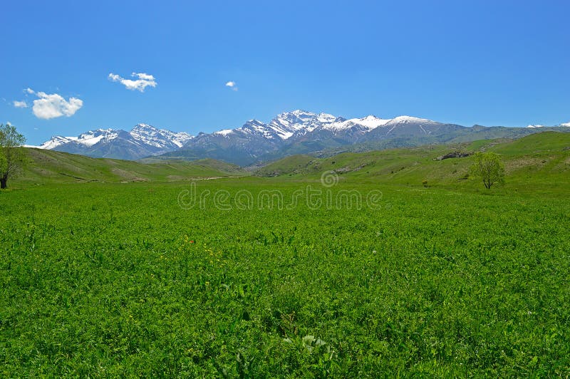 Green Meadow With Snowy Mountains On Background Stock Image Image Of