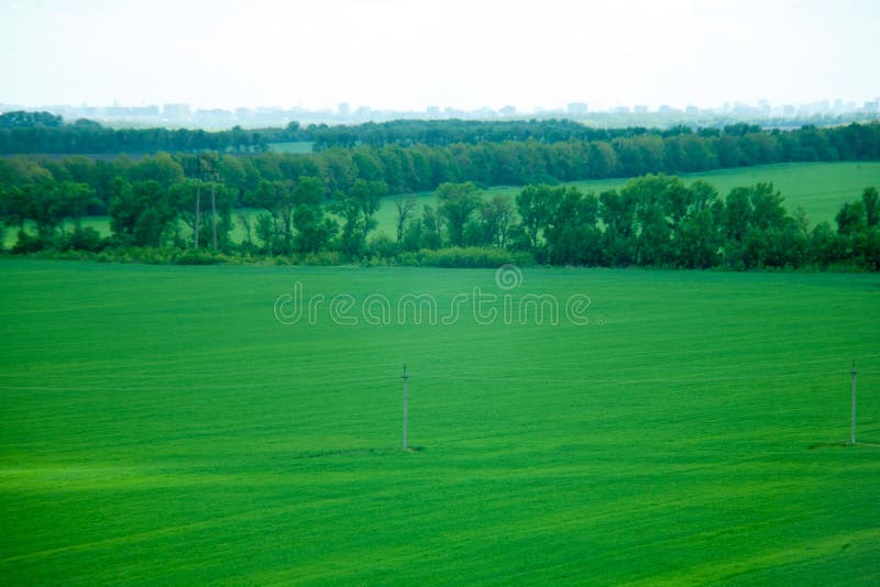 Green meadow under blue sky with clouds