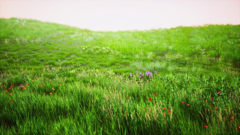 Green meadow under blue sky royalty free illustration